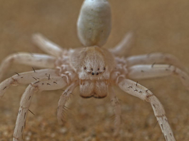 Swakopmund, Cartwheeling Spider